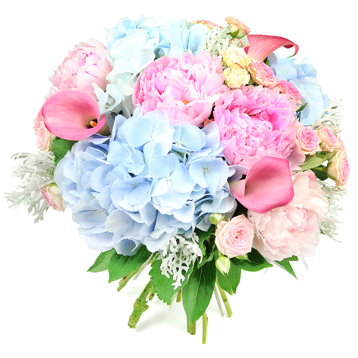 This hand-tied bouquet, photographed upright against a bright white background, showcases a harmonious blend of pastel and vivid tones, as if it has just been placed on a polished table in an East Finchley home. The arrangement is rounded and abundant, dominated by voluptuous pink peonies whose layered, ruffled petals unfold in rich textures. Each peony reveals subtle gradations of colour, from gentle blush at the outer edges to warmer, more saturated rose-pink at the heart, conveying a sense of romance and softness. Interlaced among them are large clusters of powder blue hydrangeas, their many small florets forming plush, rounded heads that lend a cloud-like appearance and a soothing coolness to the palette. Adding dynamic movement, elegant calla lilies emerge in deeper coral and fuchsia-pink tones, their sleek, trumpet-shaped blooms curving gracefully and introducing a distinctly modern silhouette. Throughout the bouquet, smaller spray roses and roses in pale pink and creamy yellow are tucked carefully between the larger flowers, offering intricate detail and a nod to classic English garden style that would be at home near Alexandra Park or along the leafy avenues of East Finchley. Silvery-green dusty miller foliage weaves through the arrangement, its velvety, slightly scalloped leaves providing a cool, misty contrast, while darker green leaves anchor the design and add depth. The stems are clearly visible at the base, neatly gathered and tied, suggesting freshness and expert craftsmanship from East Finchley Flowers. The bouquet exudes a feeling of joyful celebration and tender emotion, perfect for engagements, weddings, or simply bringing a sense of occasion into everyday life across the N2 area.