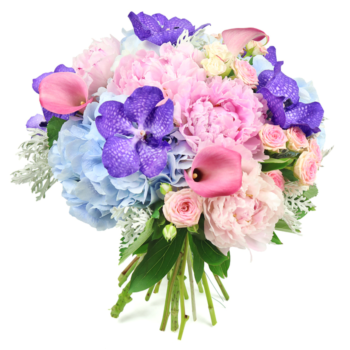 A lavish, rounded bouquet is captured here against a crisp white background, every bloom highlighted as though displayed in the window of East Finchley Flowers on a bright afternoon. At the centre, multiple light pink peonies have opened fully, their petals frilled and overlapping into generous, cloud-like blossoms that exude softness and romance. This blush core is surrounded by abundant clusters of powder blue hydrangeas, whose tightly packed florets create cushiony, cloud-shaped mounds, cooling the palette and providing a soothing, sky-coloured base.
Interspersed through the arrangement are striking deep purple Vanda orchids, their broad petals marked with intricate speckles in a slightly darker shade. These orchids inject a vivid, exotic note that contrasts beautifully with the gentler tones, like the pop of colour from a favourite shopfront along the East Finchley High Road. Sleek, fuchsia pink calla lilies curve elegantly through the bouquet, their smooth, trumpet-shaped blooms adding a sculptural line and a rich, contemporary hue. Tucked into the spaces between are blush pink spray roses, smaller and more intricate, their clusters of buds and open blooms offering a classic, romantic counterpoint to the more dramatic flowers.
The composition is framed by lush greenery: glossy dark leaves lend depth and structure, while silvery-green dusty miller contributes a soft, velvety texture and a muted, almost misty tone around the edges. The natural stems are visible at the base, bound neatly to show the bouquet as a true hand-tied creation, freshly prepared and ready for same-day delivery throughout East Finchley, Finchley Central, and the nearby avenues. Balancing cool blues with warm pinks and rich purples, the bouquet conveys elegance, celebration, and affection, ideal for weddings, anniversaries, or any special occasion where a luxurious floral gesture is desired.