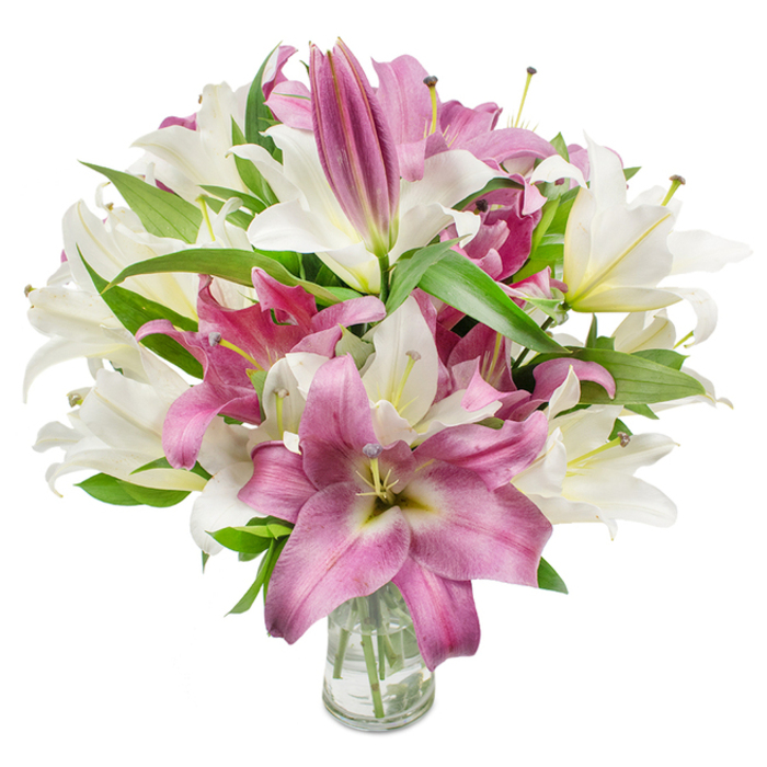 A richly composed bouquet of oriental lilies - alternating creamy off-white and deep magenta-fuchsia blossoms - commands attention against a stark white studio background. The arrangement is full and rounded, each bloom positioned to create a flowing silhouette; many lilies are fully expanded, showing their wide, trumpet-like petals and delicate central stamens, some with subtle flecks of pollen in soft yellow or brown that lend a touch of natural authenticity. Among the open heads, several elongated buds rise like promises, their tapered forms suggesting days of unfolding to come and reinforcing the bouquet's freshness. Deep, glossy green foliage with long, pointed leaves is threaded throughout, providing structure and a natural framing that makes the pinks and whites read with greater depth. A plain clear glass vase anchors the composition, its transparency revealing trimmed stems and clear water, a quiet testament to careful handling and floral hygiene. The image is lit to emphasize texture - the velvety finish of the fuchsia petals, the satiny sheen of the white blooms, and the fine filigree of veins and anthers - so that even without scent one can almost imagine a soft, sweet perfume filling the air. This arrangement evokes celebration and sophisticated comfort, an ideal gift for an anniversary or a refined birthday gesture, and it feels perfectly at home for local delivery around East Finchley, perhaps destined for a flat near the tube or a cosy house by the local green spaces.
