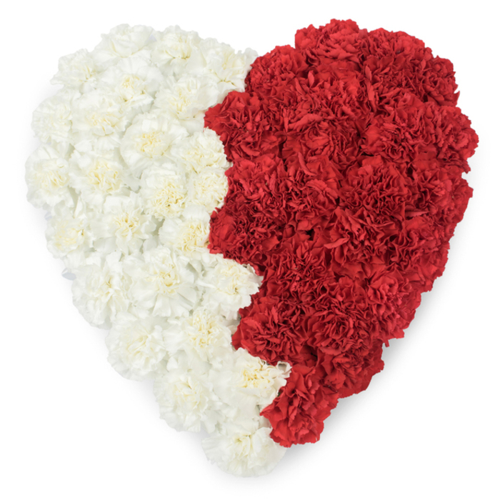 A meticulous overhead view reveals a grand heart fashioned entirely from fresh carnations, split vertically into two contrasting colour fields that read with unmistakable symbolism. The left half is a smooth carpet of creamy-white carnations, their soft, ruffled blooms folding into one another to create a gentle, luminous surface. The right half answers with dense crimson carnations, their layered petals presenting a lush, velvety texture and a sense of ardour. Where the two sides meet, the boundary is deliberately jagged - a serrated, saw-tooth line that gives the composition a heraldic quality while maintaining the heart's overall symmetry. Against the clean white backdrop the colours are bold and uncompromising, and the photo's overhead perspective makes every carnation head and petal ridge visible, emphasizing the labour of arrangement and the tactile richness of the piece. The design strongly evokes national symbolism and could be read as an expression of patriotism or civic pride during significant observances; its serrated separation in particular suggests the visual language of a flag turned into floral art. For residents and visitors around East Finchley - whether pausing near Cherry Tree Wood or attending a remembrance on the High Road - the arrangement's sober elegance offers both a floral salute and a heartfelt emblem. The scent of fresh carnations, the meticulous placement of each bloom, and the quiet dignity of the heart-shaped form together create a composition that is at once artistic, ceremonial, and deeply human.
