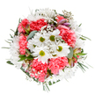 A celebration of seasonal beauty in East Finchley, this bouquet offers a spirited mix of colour, texture, and fragrant freshness, designed for the moments that matter. Dominant white daisies with lively green centers emerge from within a sea of coral-pink carnations, their ruffled petals and full-bodied shapes adding layers of cheerful exuberance. Wisps of gypsophila dance between the blooms, creating a sense of lightness and movement akin to the breezy mornings at Alexandra Park. Each stem is nestled within a supportive base of mixed greenery-matte silvery eucalyptus and deeper green sprigs framing the circle with natural elegance. Alstroemeria buds, their tips tinged with purple and pink, peek playfully between the petals, promising future blossoms as vibrant as any spring day along East End Road. The clean white backdrop accentuates every detail, allowing the expert design and fresh hues to captivate and delight. This arrangement, created by local East Finchley florists, embodies the community's warmth and is ideal for same-day delivery to mark a birthday, celebrate friendship, or simply bring a smile to a loved one's face in this lively north London neighbourhood.