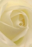 Immersed in the heart of this exquisite cream-white rose, you're drawn inside its swirling layers, as if embraced by its petals on a peaceful morning in East Finchley. Each fold is impossibly soft-light, almost as if dew-kissed-and the central spiral conveys invitation, serenity, and promise. The play of gentle, diffused light highlights every ivory curve, while shadows nestle quietly in the spaces between, creating a sense of calm depth and quiet drama. This image radiates tranquility and hope, reminiscent of a contemplative stroll through Cherry Tree Wood or a slow start to the day along the High Road. Perfect for conveying sympathy, admiration, or celebrating milestones where words fall short, the rose embodies the delicate artistry of local florists, the fragrance subtly echoing the comforting spirit of the area. The skill apparent in its arrangement makes this bloom a heartfelt gesture, delivered with care to homes across East Finchley for all the meaningful moments that matter.